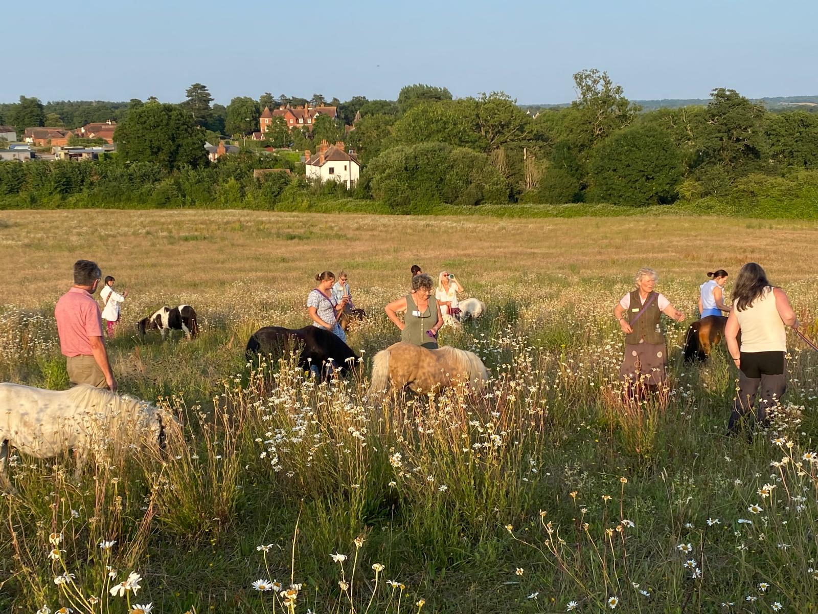 Members and ponies spread across a summer meadow with views over the Surrey Hills