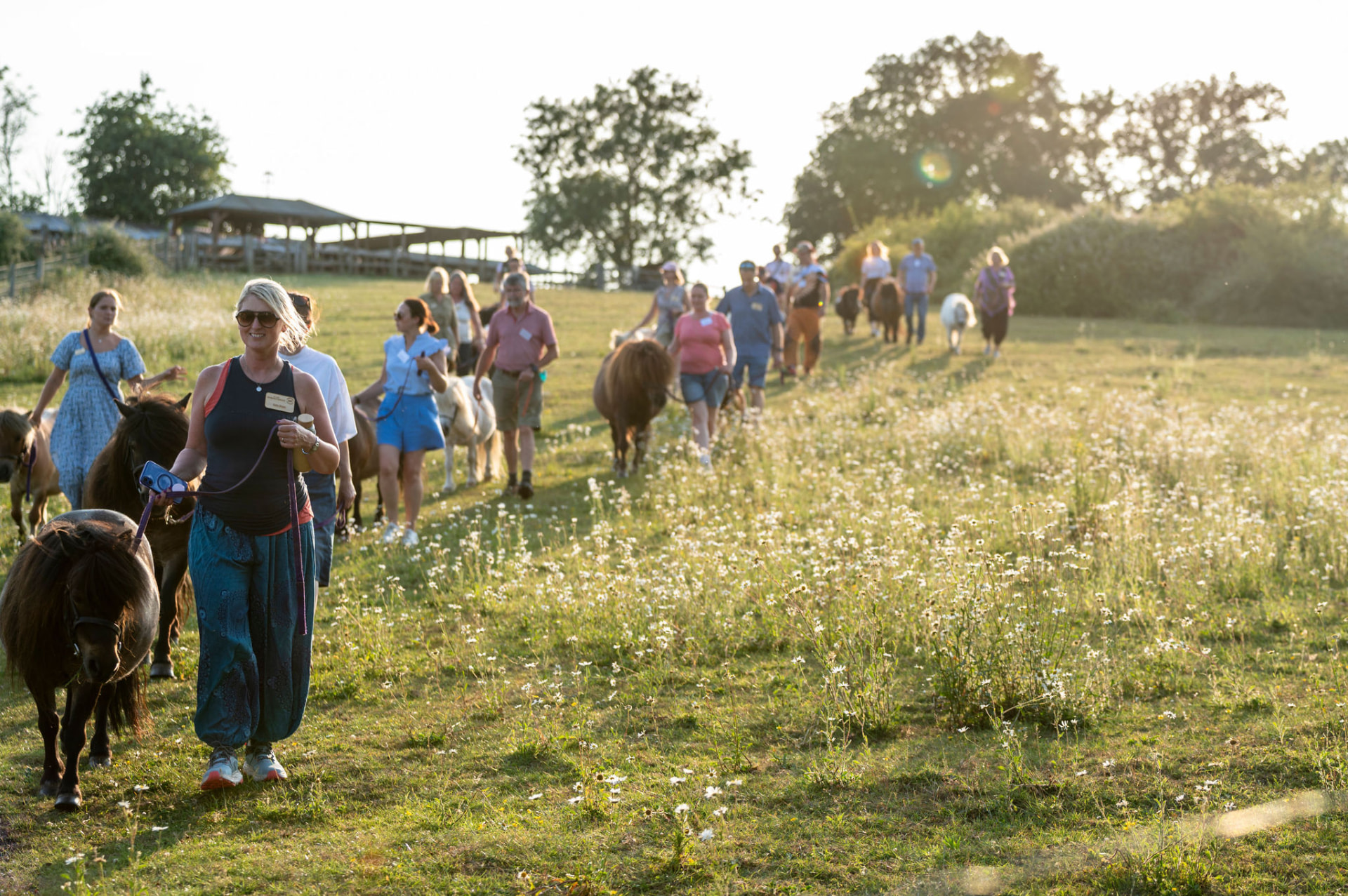Members walking Shetland ponies through a wildflower meadow at golden hour