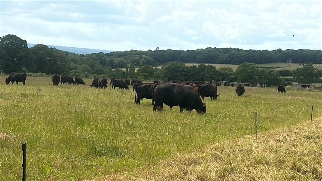 A grazing cow at Lydling Farm in the Surrey countryside