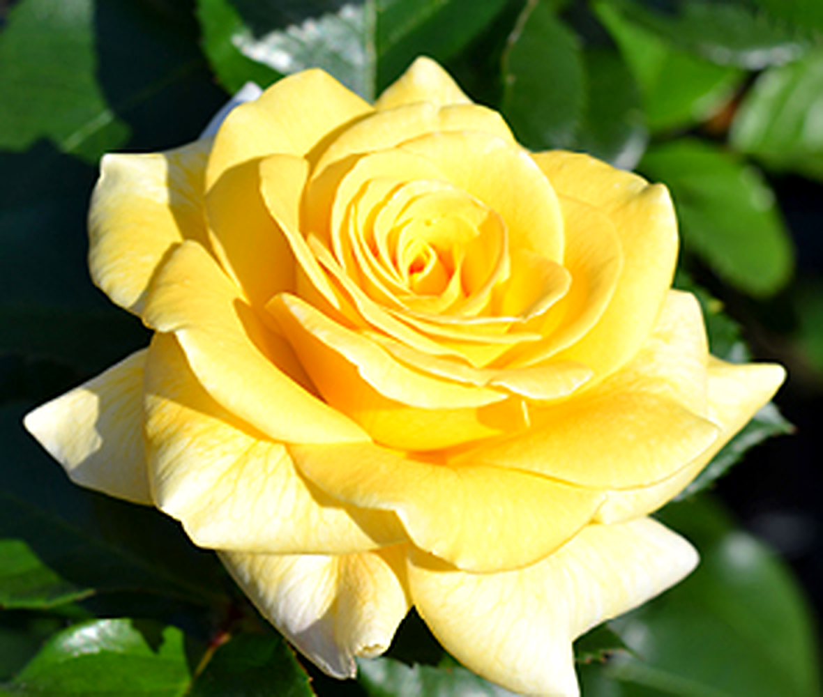 A close-up of a rose in bloom at Squire’s Garden Centres